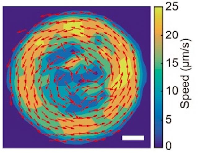 Vortex